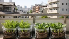 保存袋で家庭菜園はできる ベランダでニンジンやゴボウを育てる袋栽培のコツ