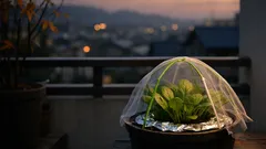 100均で簡単、防虫ネット代わりの簡易蚊帳の作り方｜秋のベランダ菜園を虫から守る