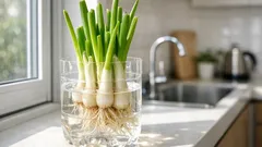 ネギの再生栽培はペットボトルで簡単 1週間で伸びる節約アイデア
